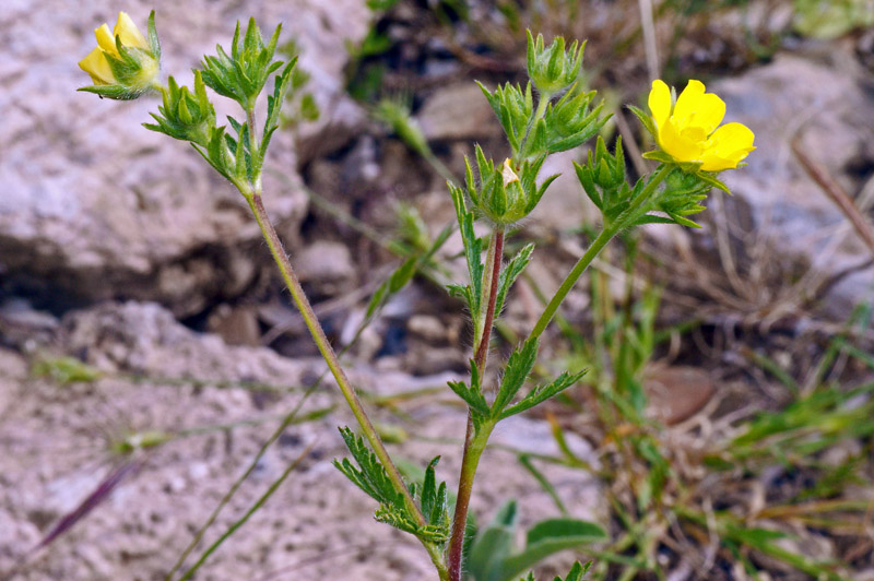 Potentilla recta